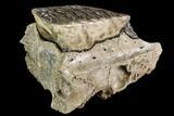 Woolly Mammoth Jaw Section - Germany #111761-4